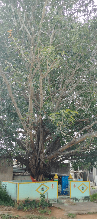 Shiva Shakti Swamboo Tree