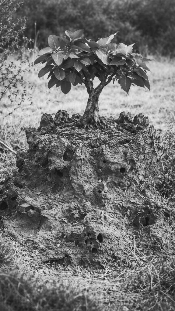 Sacred Peepal and Banyan tree on a small mound (Huttha)